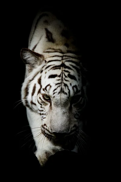 Whitetiger, portrét tygr bengálský. — Stock fotografie