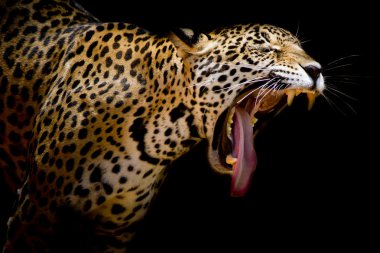 Jaguar portre