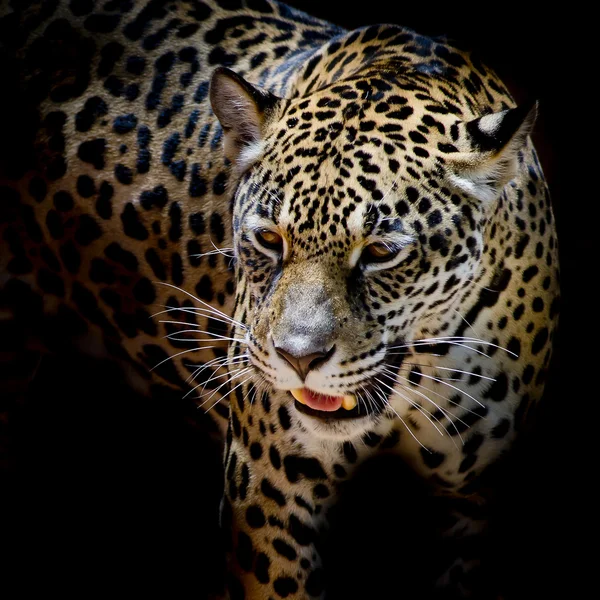 ジャガーの肖像画 — ストック写真