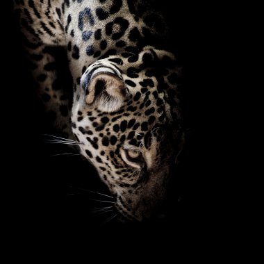 Jaguar portre
