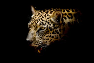 Jaguar portre