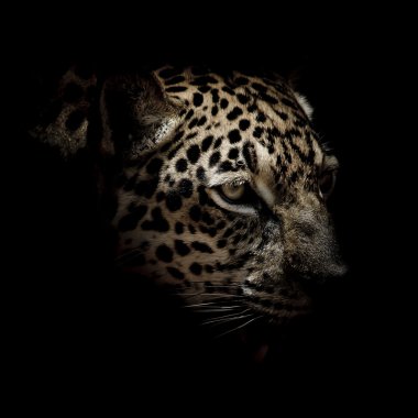 Jaguar portre