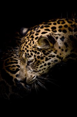 Jaguar portre