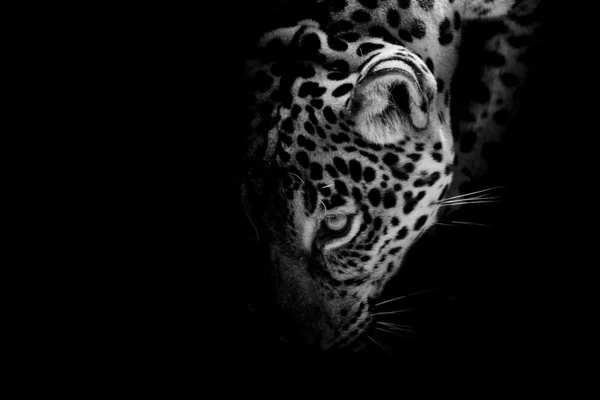 Jaguar-Porträt — Stockfoto