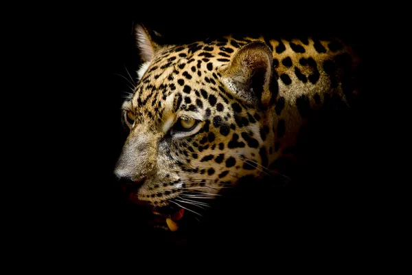 Jaguar portret — Stockfoto