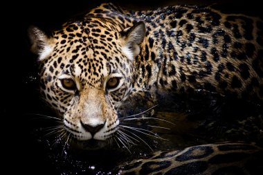 Jaguar portrait clipart