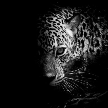 Jaguar portre