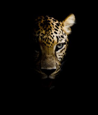 leopar portre