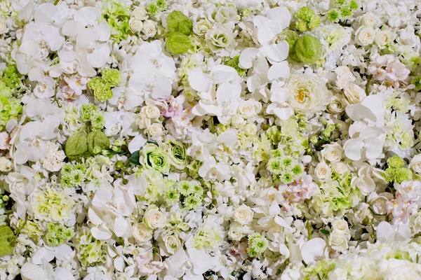 White flowers background texture. — Stock Photo, Image