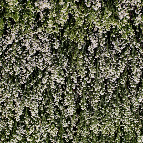 White flowers background texture. — Stock Photo, Image