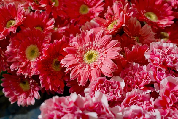 Fundo de um grupo de gerberas laranja — Fotografia de Stock