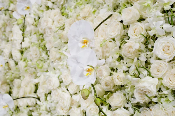 White blossom flowers background — Stock Photo, Image