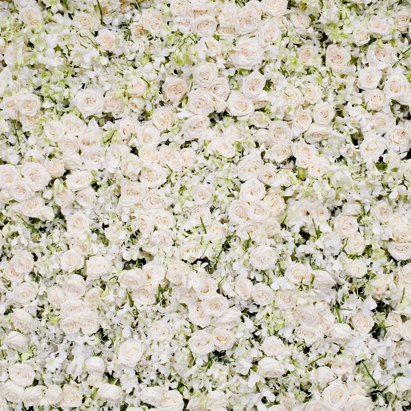 White blossom flowers background — Stock Photo, Image