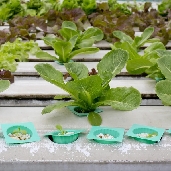 Organic hydroponic vegetable garden in Thailand merket — Stock Photo, Image