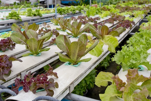 Organic hydroponic vegetable garden in Thailand merket — Stock Photo, Image