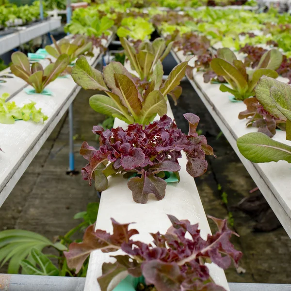 Organic hydroponic vegetable garden in Thailand merket — Stock Photo, Image