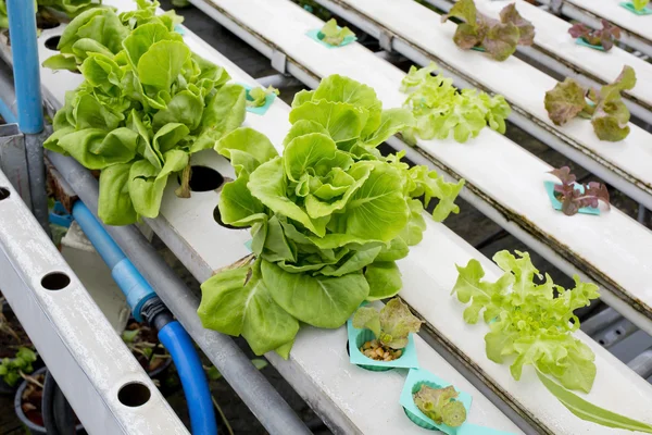 Organic hydroponic vegetable garden in Thailand merket — Stock Photo, Image