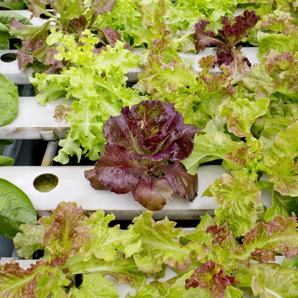 Organic hydroponic vegetable garden in Thailand merket — Stock Photo, Image