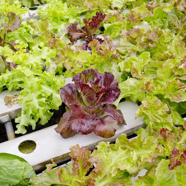 Organic hydroponic vegetable garden in Thailand merket — Stock Photo, Image