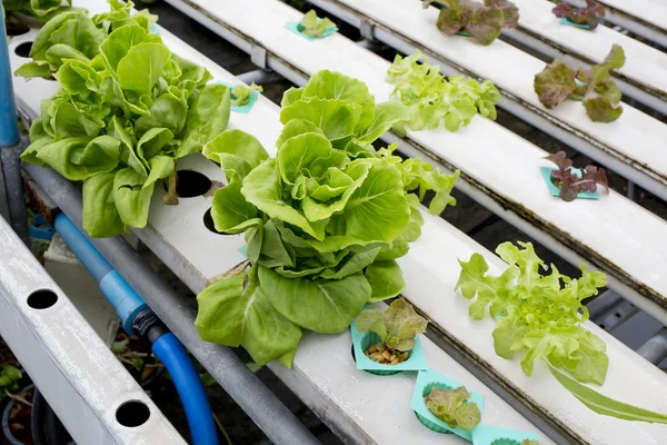 Organic hydroponic vegetable garden in Thailand merket — Stock Photo, Image