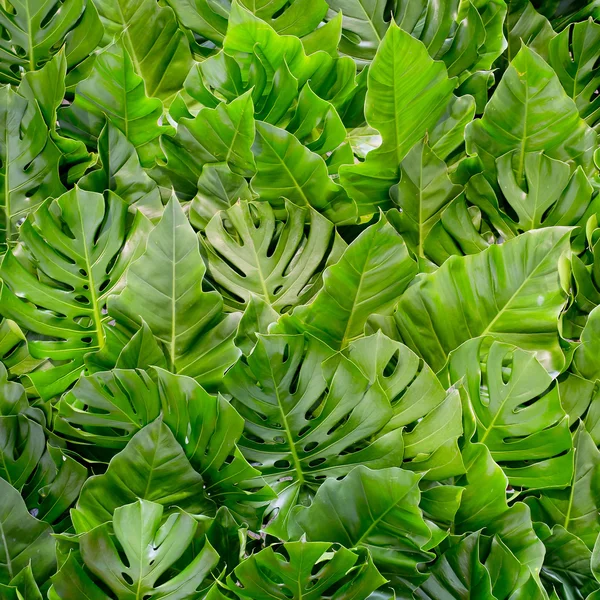 Zielonych liści tło — Zdjęcie stockowe