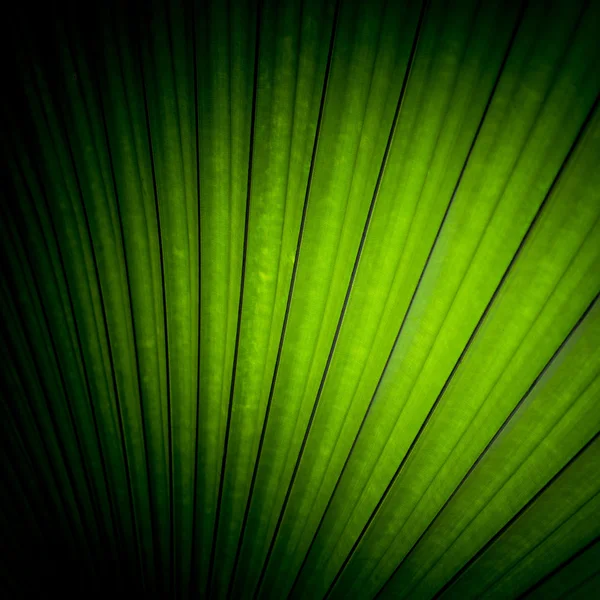 Hermosas hojas de palmera de árbol a la luz del sol — Foto de Stock