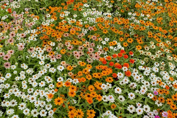 デイジーの花 — ストック写真