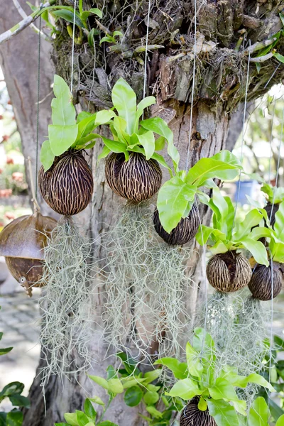 Plantning spirer i kokos skorpe - Stock-foto