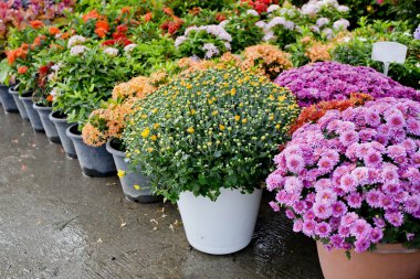 Bahçecilik için ağaç ve bitki dükkânı.