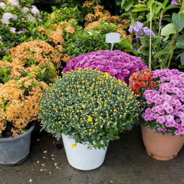 Bahçecilik için ağaç ve bitki dükkânı.