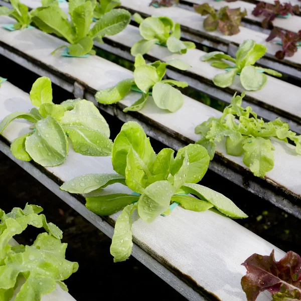 Organic hydroponic vegetable cultivation farm - close up. — Stock Photo, Image