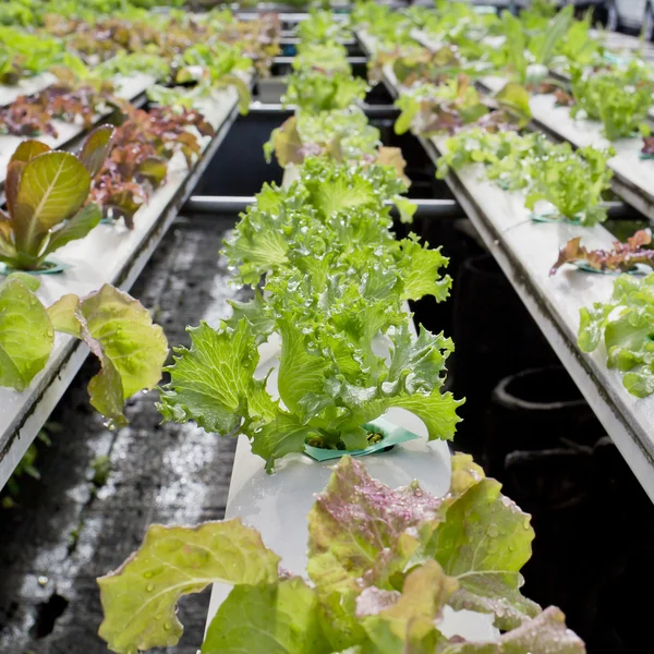 Organic hydroponic vegetable cultivation farm - close up. — Stock Photo, Image
