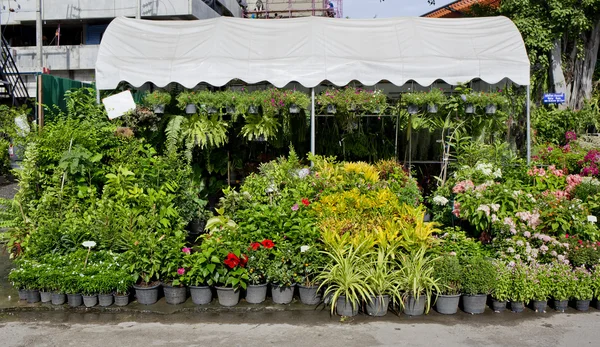 La boutique de plantes et d'arbres pour le jardinage — Photo