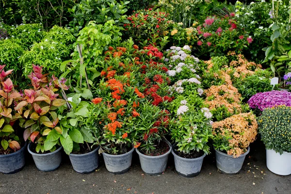 Das Geschäft mit Pflanzen und Bäumen für die Gartenarbeit — Stockfoto