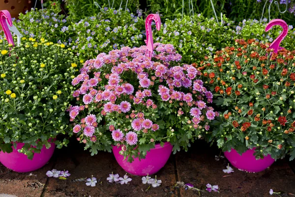 Das Geschäft mit Pflanzen und Bäumen für die Gartenarbeit — Stockfoto