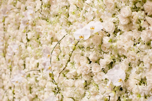 Witte bloemen achtergrond. — Stockfoto