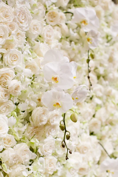 Pozadí bílé květy. — Stock fotografie