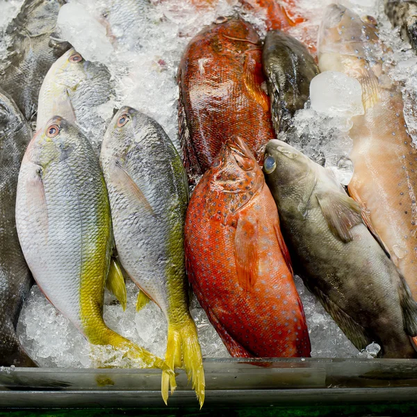 Scala aan verse vis schaal-en schelpdieren in markt close-up achtergrond — Stockfoto