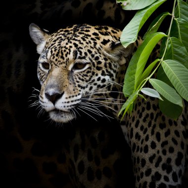 Jaguar portre