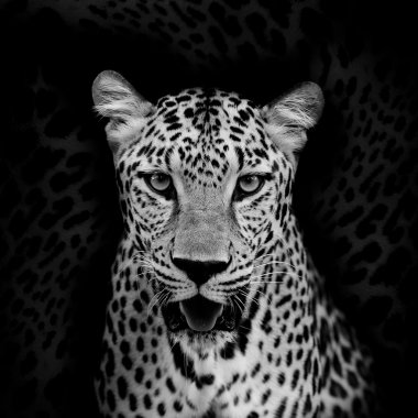 leopar portre