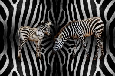 Bebek ile Zebra
