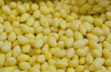 Ginkgo fındık arka plan dokusu