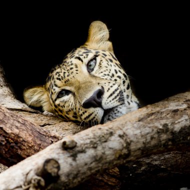 uykulu leopar portre kadar kapatın