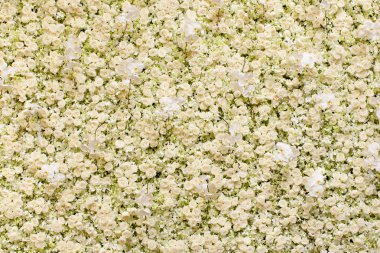 Bahar çiçeği arka plan - beyaz akışının soyut çiçek sınır