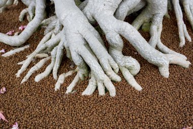 Büyük gübre Bonsai ağacının kökleri