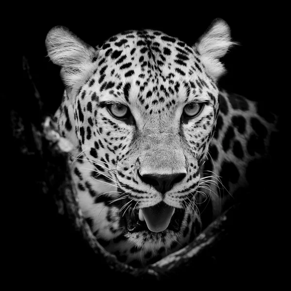 Portret leopard — Fotografie, imagine de stoc