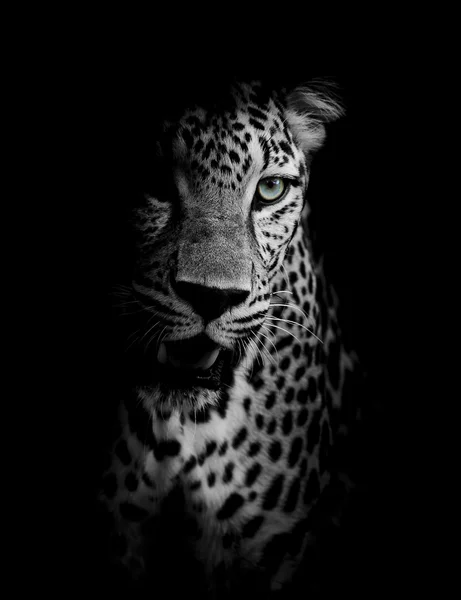 Retrato de leopardo — Fotografia de Stock