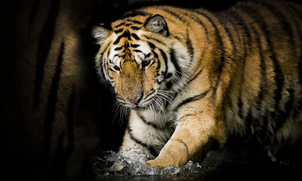 Bengalisk tiger — Stockfoto