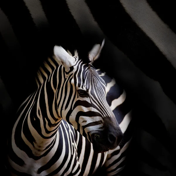 Een Headshot van een Burchell Zebra — Stockfoto