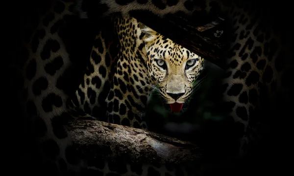 Retrato de leopardo — Fotografia de Stock